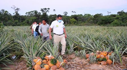 DIRECCIÓN REGIONAL DE AGRICULTURA DE MADRE DE DIOS, BRINDARÁ APOYO CON MAQUINARIA Y ASESORAMIENTO TÉCNICO A LOS AGRICULTORES.