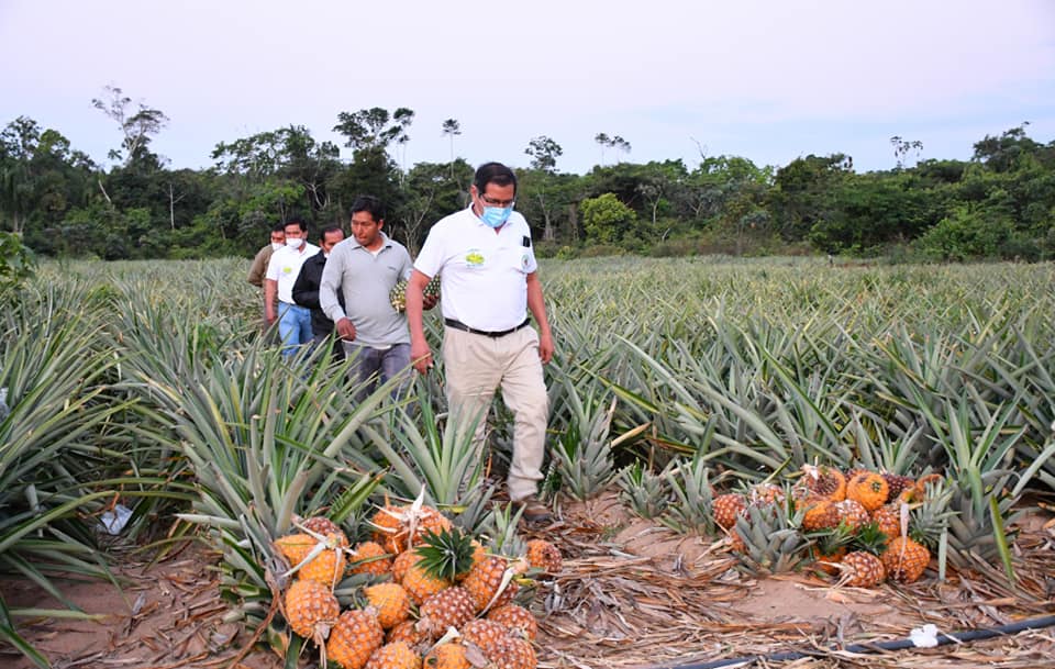 DIRECCIÓN REGIONAL DE AGRICULTURA DE MADRE DE DIOS, BRINDARÁ APOYO CON MAQUINARIA Y ASESORAMIENTO TÉCNICO A LOS AGRICULTORES.