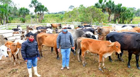 DRA INTENSIFICA CAMPAÑA DE VACUNACIÓN DE GANADO VACUNO, PARA PROTEGERLOS CONTRA EL CARBUNCO.