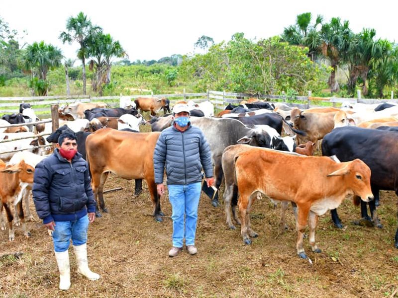 DRA INTENSIFICA CAMPAÑA DE VACUNACIÓN DE GANADO VACUNO, PARA PROTEGERLOS CONTRA EL CARBUNCO.