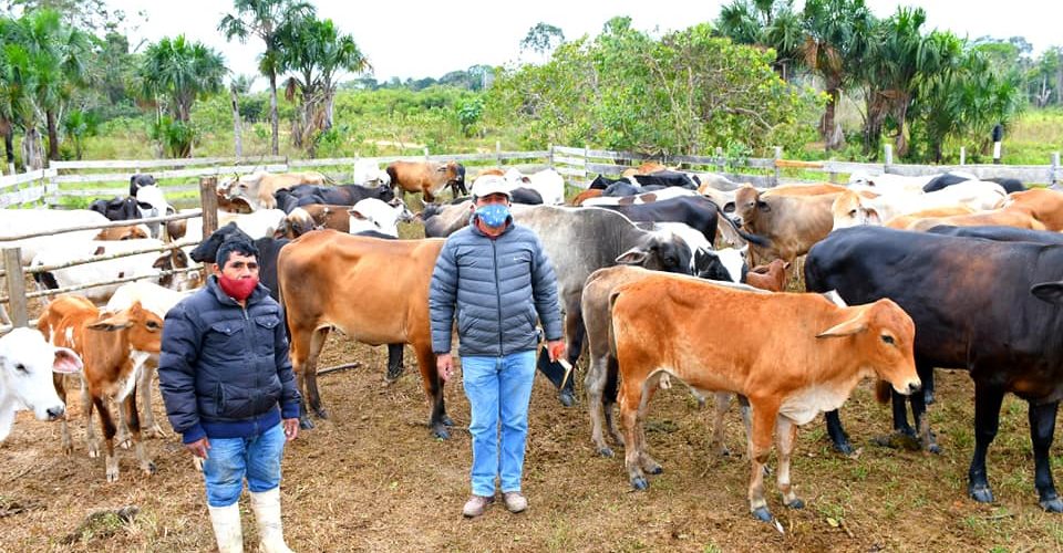 DRA INTENSIFICA CAMPAÑA DE VACUNACIÓN DE GANADO VACUNO, PARA PROTEGERLOS CONTRA EL CARBUNCO.