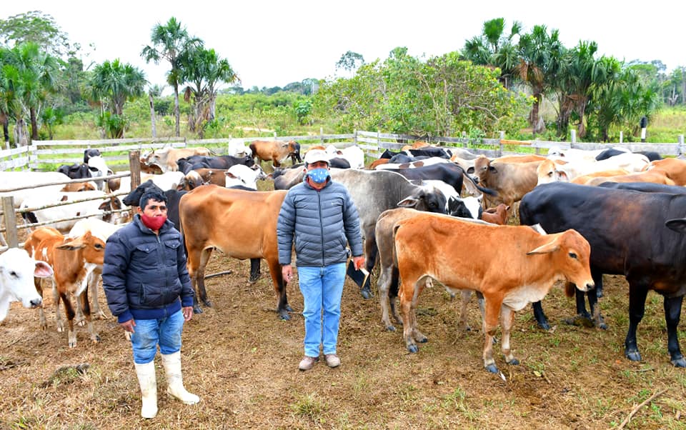 DRA INTENSIFICA CAMPAÑA DE VACUNACIÓN DE GANADO VACUNO, PARA PROTEGERLOS CONTRA EL CARBUNCO.
