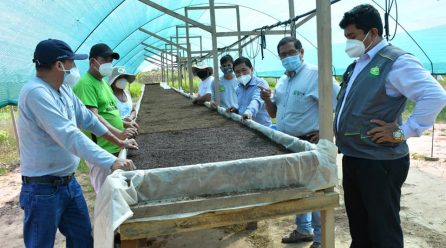 PROYECTO CACAO INICIA PRODUCCIÓN DE PLANTONES CON LA INSTALACIÓN DE CAMAS GERMINADORAS EN LOS VIVEROS DE CEDEGA, SANTA RITA, LAS PIEDRAS E IBERIA.