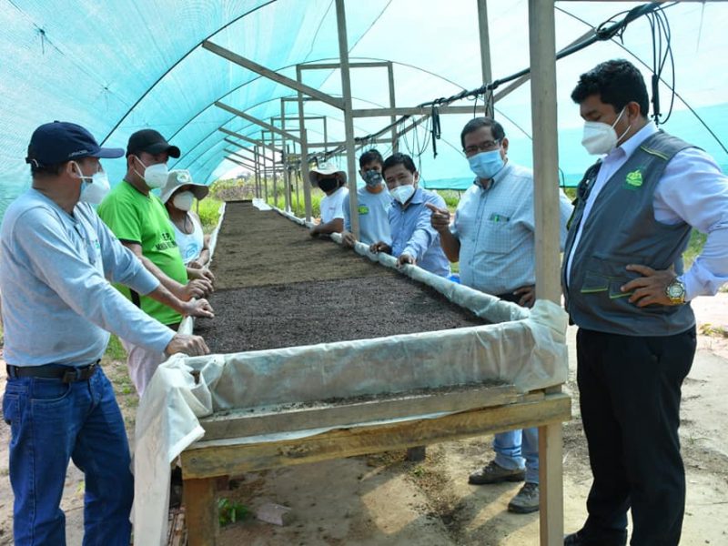PROYECTO CACAO INICIA PRODUCCIÓN DE PLANTONES CON LA INSTALACIÓN DE CAMAS GERMINADORAS EN LOS VIVEROS DE CEDEGA, SANTA RITA, LAS PIEDRAS E IBERIA.