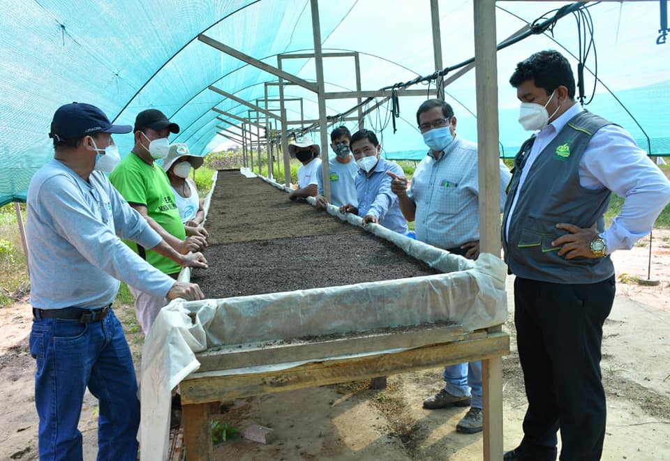PROYECTO CACAO INICIA PRODUCCIÓN DE PLANTONES CON LA INSTALACIÓN DE CAMAS GERMINADORAS EN LOS VIVEROS DE CEDEGA, SANTA RITA, LAS PIEDRAS E IBERIA.