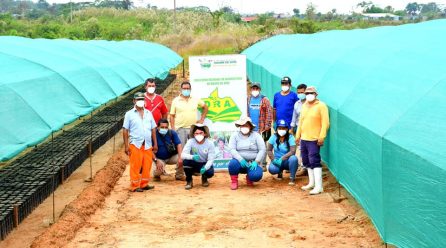 MONITOREO DE LA PRODUCCIÓN DE PLANTONES DE CACAO EN IBERIA.