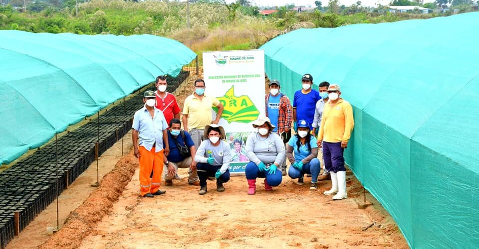 MONITOREO DE LA PRODUCCIÓN DE PLANTONES DE CACAO EN IBERIA.