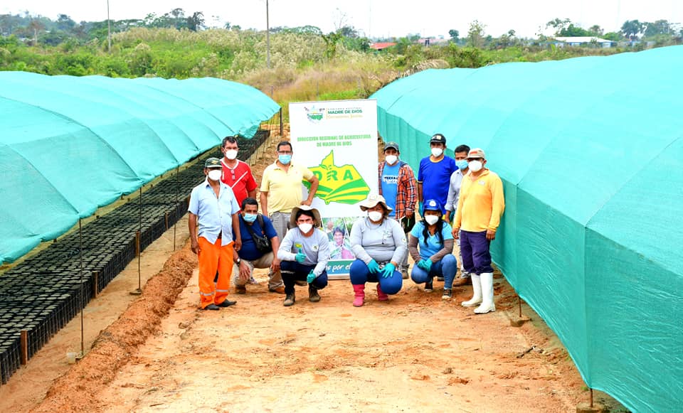 MONITOREO DE LA PRODUCCIÓN DE PLANTONES DE CACAO EN IBERIA.