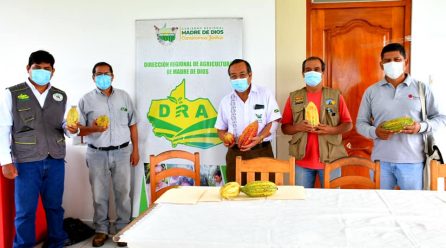 GOREMAD REALIZA TALLER DE TRABAJO PARA CONSENSUAR CRITERIOS TÉCNICOS EN MANEJO DE CULTIVO DE CACAO EN MADRE DE DIOS.