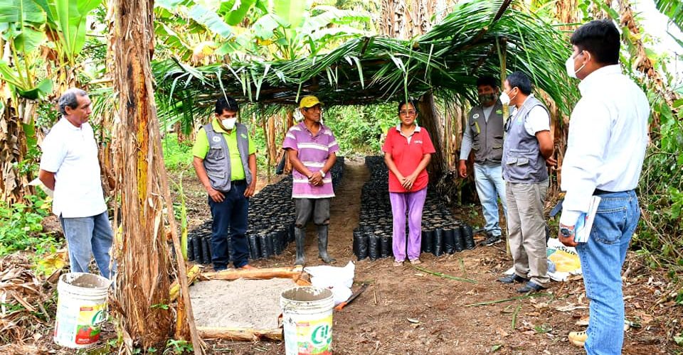 PROYECTO CACAO ENTREGÓ SEMILLAS A BENEFICIARIOS DE LA CACHUELA Y BAJO TAMBOPATA.