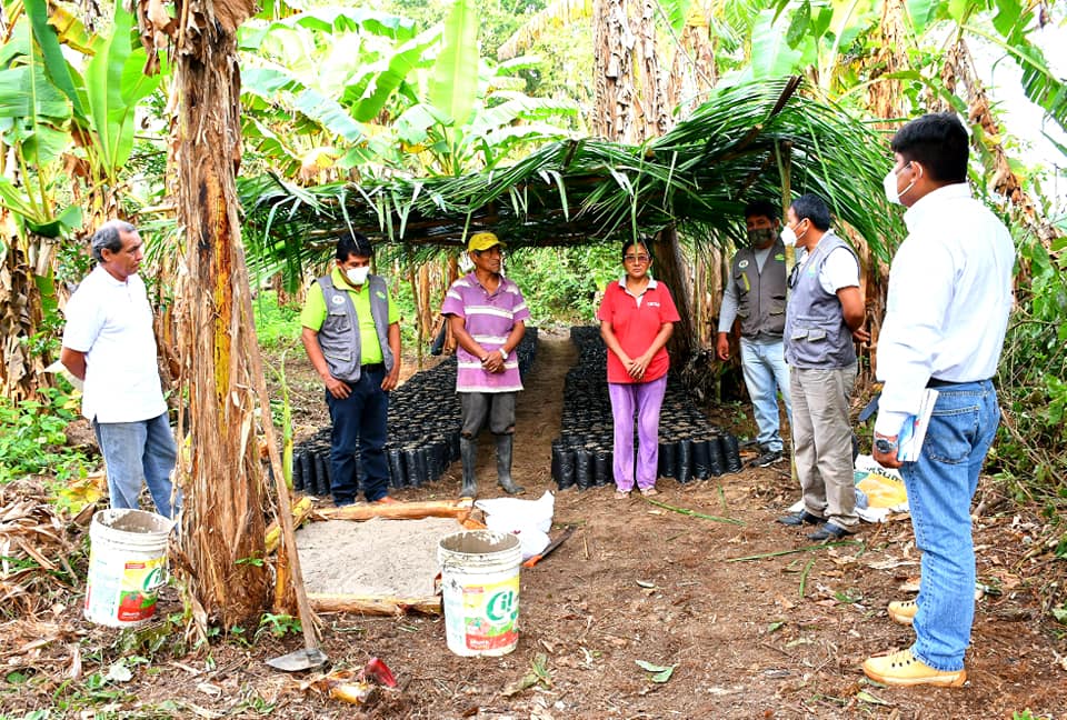 PROYECTO CACAO ENTREGÓ SEMILLAS A BENEFICIARIOS DE LA CACHUELA Y BAJO TAMBOPATA.