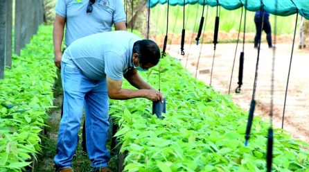 MONITOREO DE ENTREGA DE PLANTAS EN EL VIVERO FORESTAL DE IBERIA.