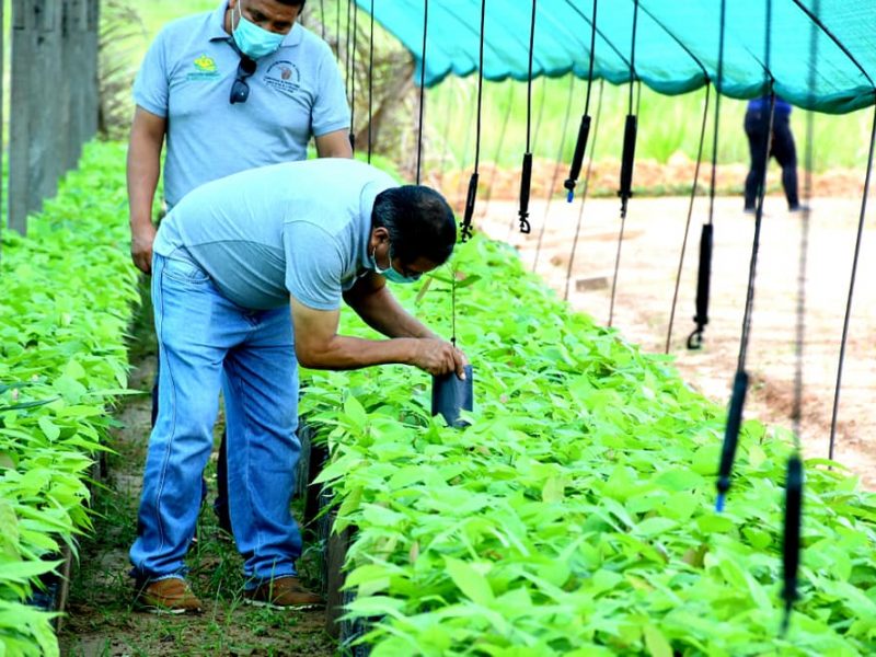 MONITOREO DE ENTREGA DE PLANTAS EN EL VIVERO FORESTAL DE IBERIA.