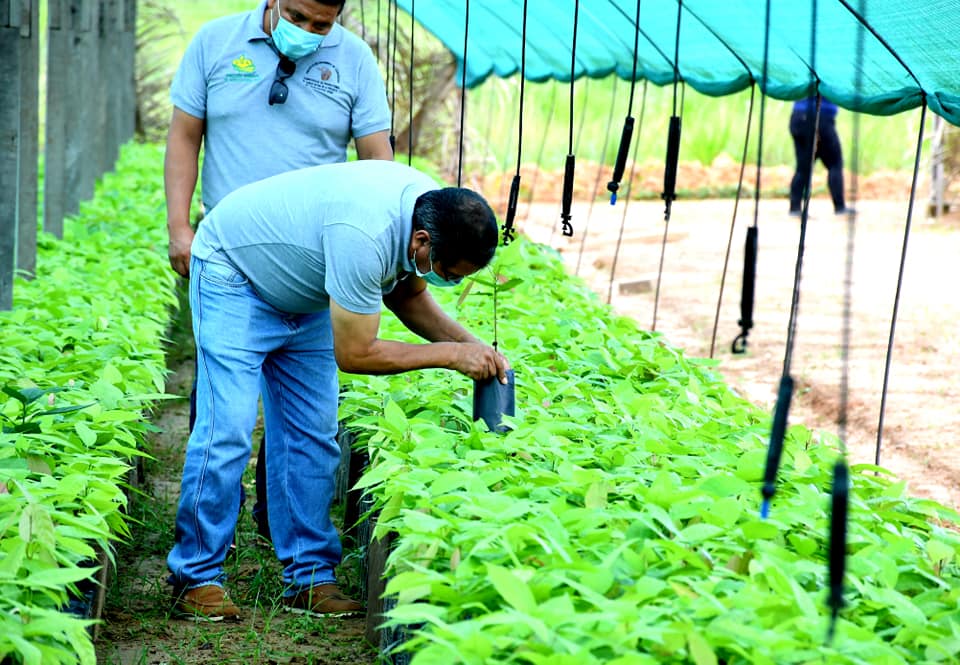 MONITOREO DE ENTREGA DE PLANTAS EN EL VIVERO FORESTAL DE IBERIA.