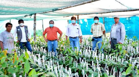 CON INJERTADO E INSTALACIÓN EN CAMPO DEFINITIVO AVANZA El PROYECTO CACAO DEL GOREMAD PARA FORTALECER LA PRODUCCIÓN DE CACAO EN MADRE DE DIOS.