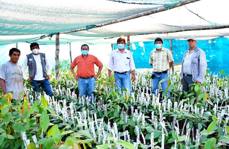 CON INJERTADO E INSTALACIÓN EN CAMPO DEFINITIVO AVANZA El PROYECTO CACAO DEL GOREMAD PARA FORTALECER LA PRODUCCIÓN DE CACAO EN MADRE DE DIOS.
