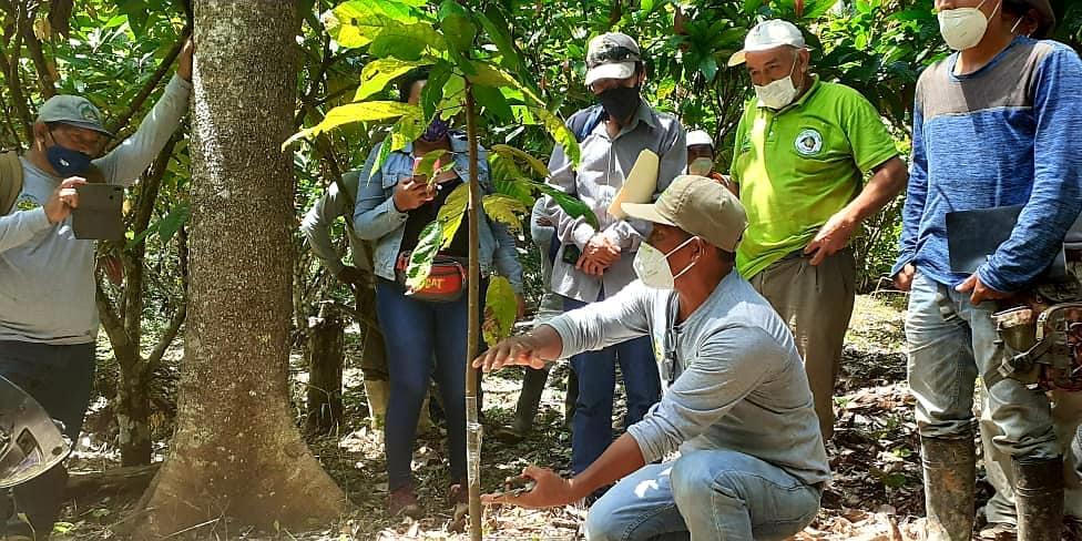 GOREMAD Y DRA CAPACITAN INTENSAMENTE A BENEFICIARIOS DEL PROYECTO CACAO DE TROPEZÓN Y OTRAS ZONAS.