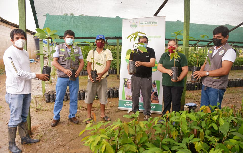 GOREMAD-DRA INICIARON ENTREGA DE PLANTAS INJERTADAS DE CACAO A BENEFICIARIOS DEL PROYECTO CUYAS TIERRAS FUERON INUNDADAS.
