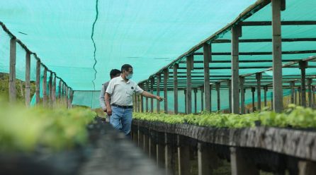DRA SUPERVISA TRABAJO EN VIVERO AGROFORESTAL DE IBERIA, Y ACELERA PRODUCCIÓN DE PLANTAS DE CACAO, PARA ATENDER DEMANDA