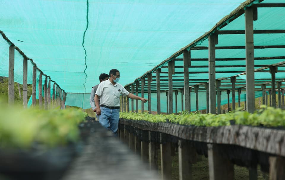 DRA SUPERVISA TRABAJO EN VIVERO AGROFORESTAL DE IBERIA, Y ACELERA PRODUCCIÓN DE PLANTAS DE CACAO, PARA ATENDER DEMANDA