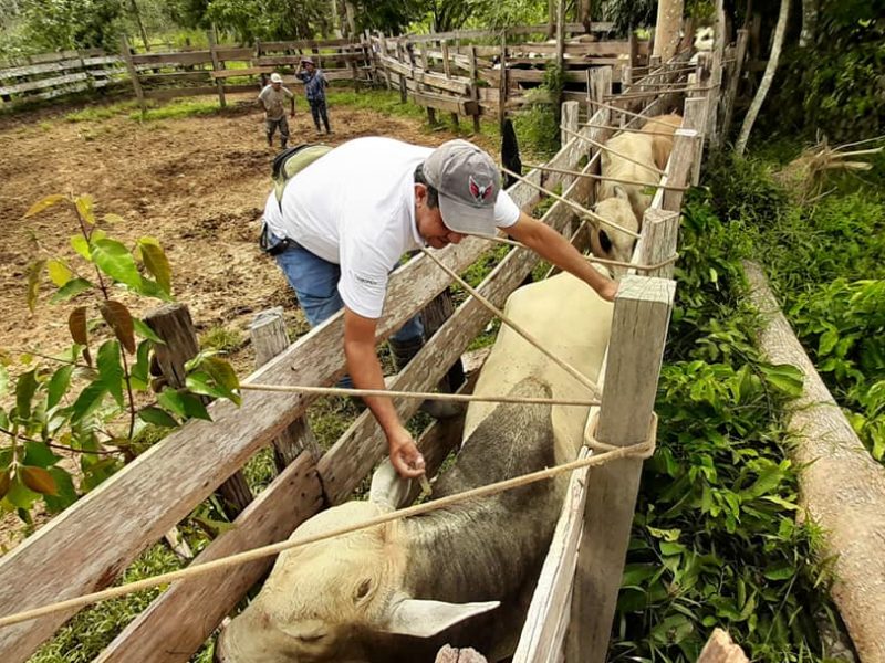 DRA INICIO CAMPAÑA GRATUITA DE VACUNACIÓN CONTRA CARBUNCO SINTOMATICO.