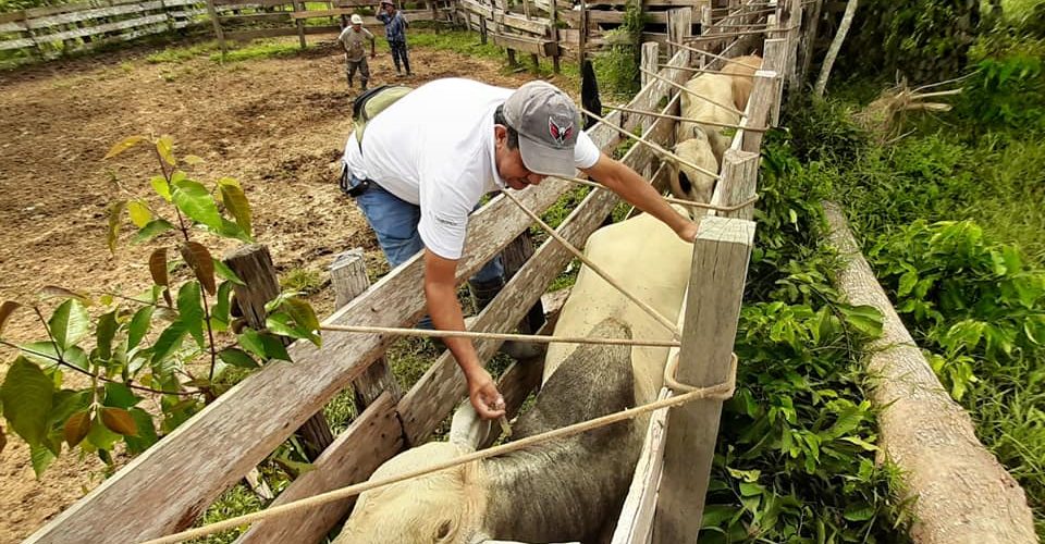 DRA INICIO CAMPAÑA GRATUITA DE VACUNACIÓN CONTRA CARBUNCO SINTOMATICO.