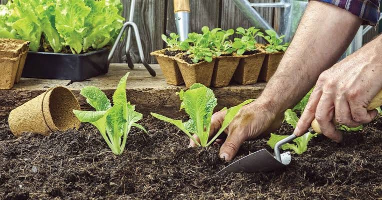 GOREMAD-DRA,INCENTIVAN CONSUMO DE HORTALIZAS Y CREACIÓN DE BIOHUERTOS FAMILIARES.