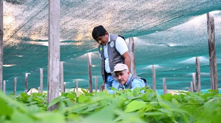 FUNCIONARIOS DE LA DRA SUPERVISAN VIVERO AGROFORESTAL PARA CUMPLIR ENTREGA DE PLANTAS DE CACAO