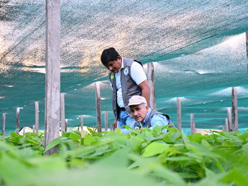 FUNCIONARIOS DE LA DRA SUPERVISAN VIVERO AGROFORESTAL PARA CUMPLIR ENTREGA DE PLANTAS DE CACAO