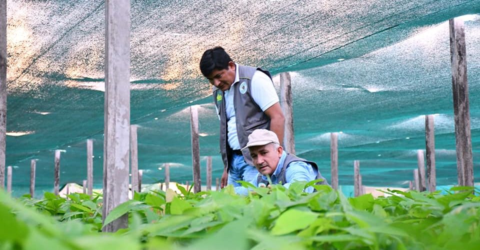FUNCIONARIOS DE LA DRA SUPERVISAN VIVERO AGROFORESTAL PARA CUMPLIR ENTREGA DE PLANTAS DE CACAO