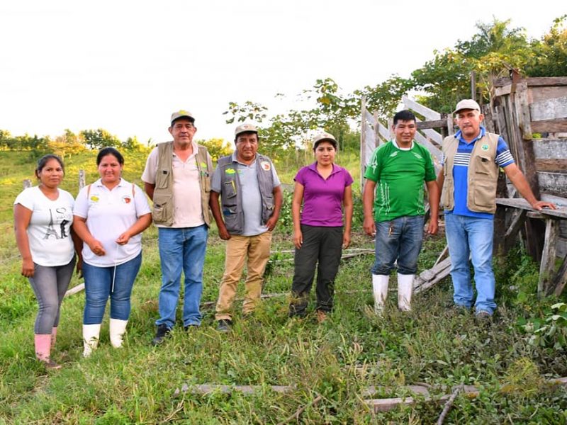 Goremad impulsa el mejoramiento de ganado bovino con diversas actividades en la provincia del Tahuamanu.